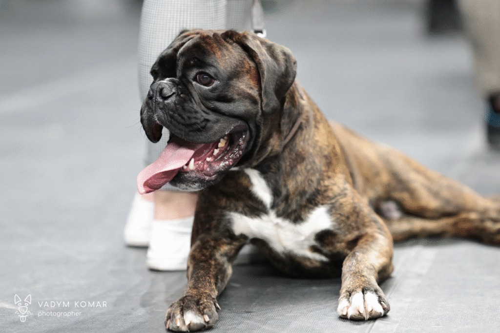 Flavo Canis Christofer