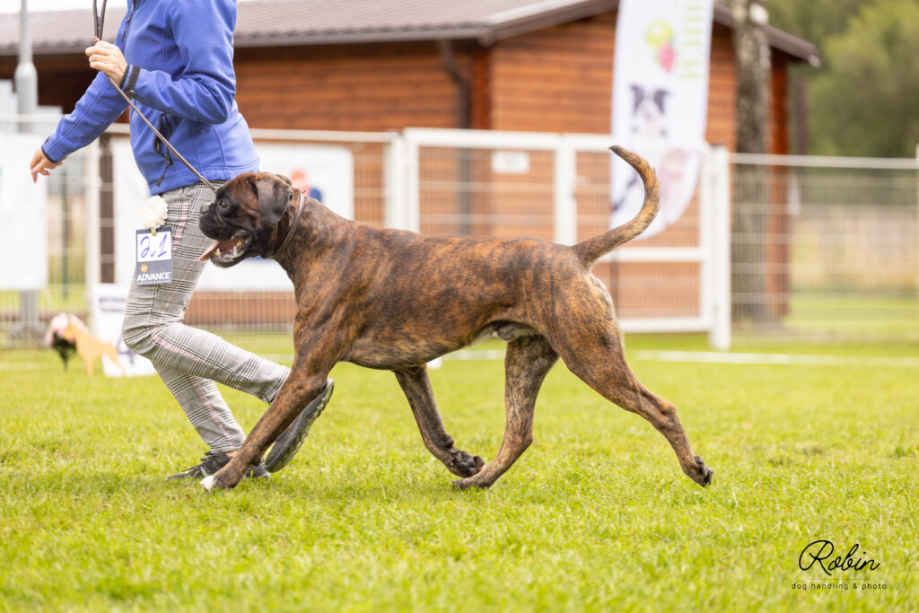 BaltBox25 Best brindle male Intermediate Class